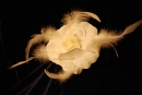Fehér rózsa esküvői hajdísz tollal